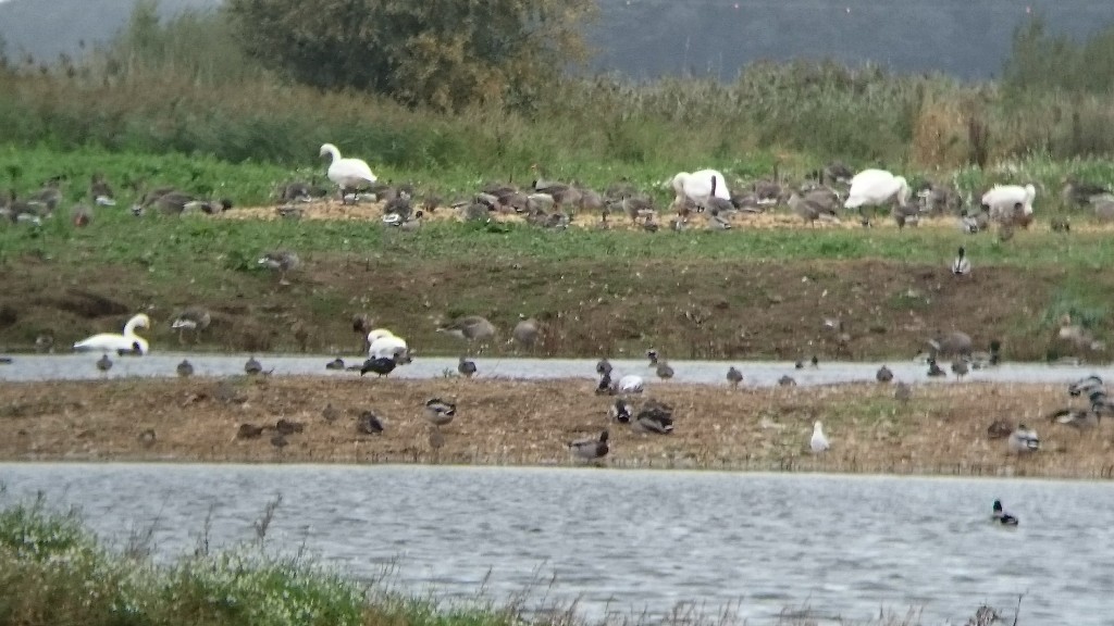 Six of the 11 Whooper Swan fresh in today