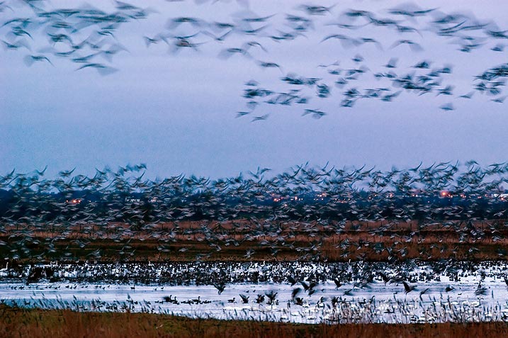 Pink-footed geese on the Mere at WWT Martin Mere (Richard Taylor-Jones / WWT)