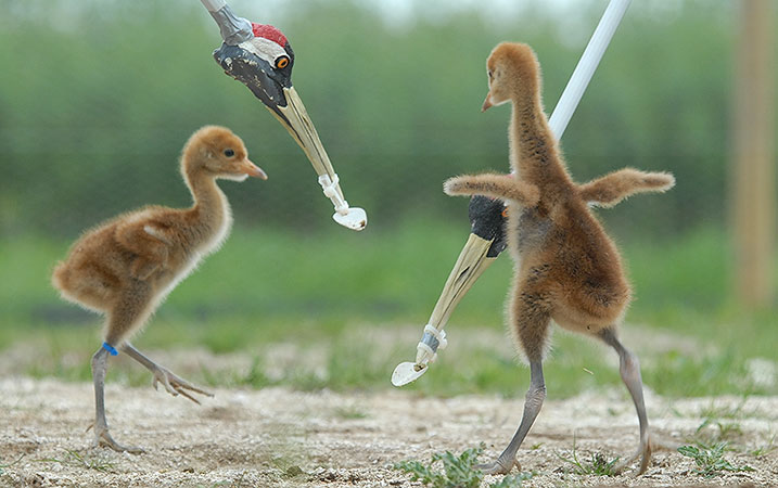aw_blog_cranes