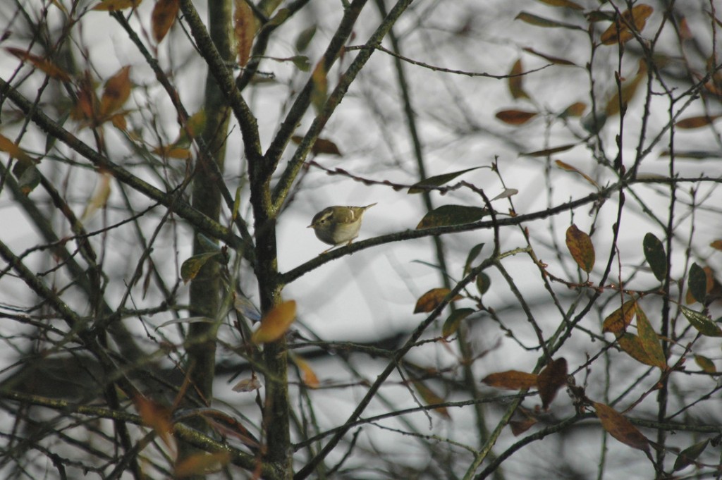 Yellow-browed Warbler at Slimbridge taken by James Lees