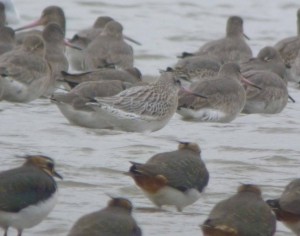Bar-tailed Godwit with Black-tailed Godwits, MJMcGill