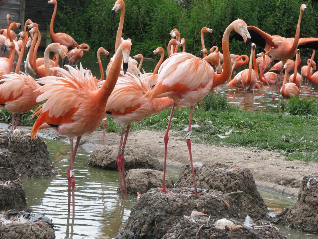 The vibrancy of Caribbean flamingos before the trials of chick rearing takes its toll...