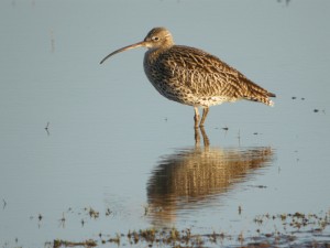 Curlew at WWT Slimbridge (c) James Lees