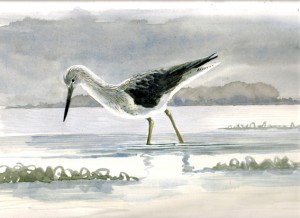 Greenshank by Adele Pound