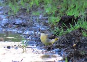 Grey Wagtail, Cr. Rob Werran