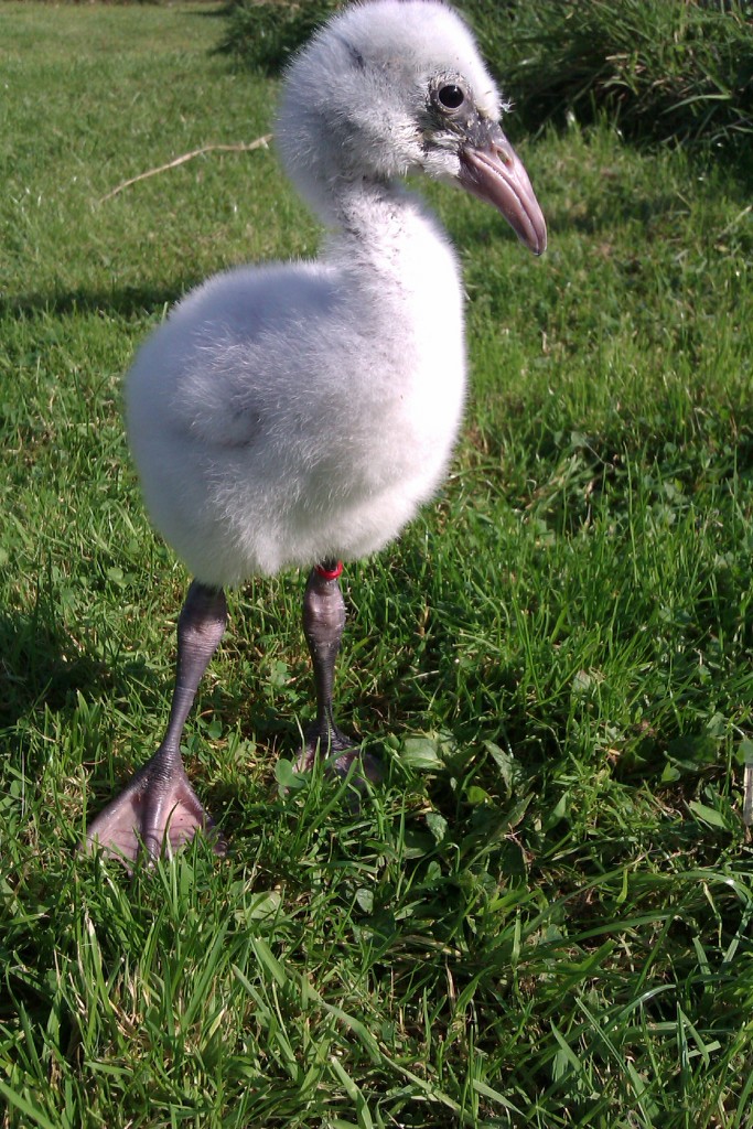 Little red, a 2010 hand-reared Chilean.