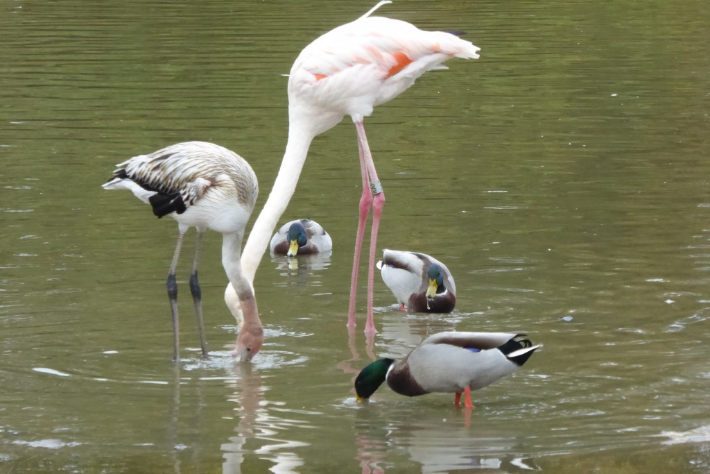 Generalised feeders (Carib flam and mallard)