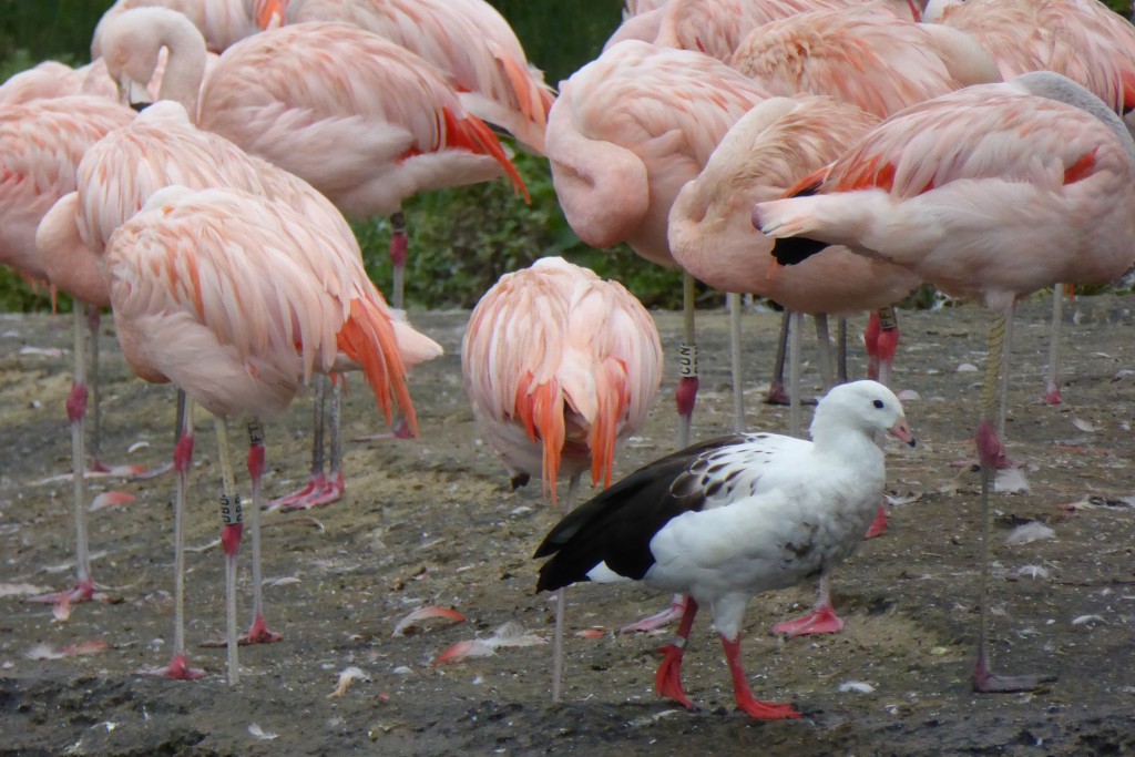 Andean goose and Chilean flamingos