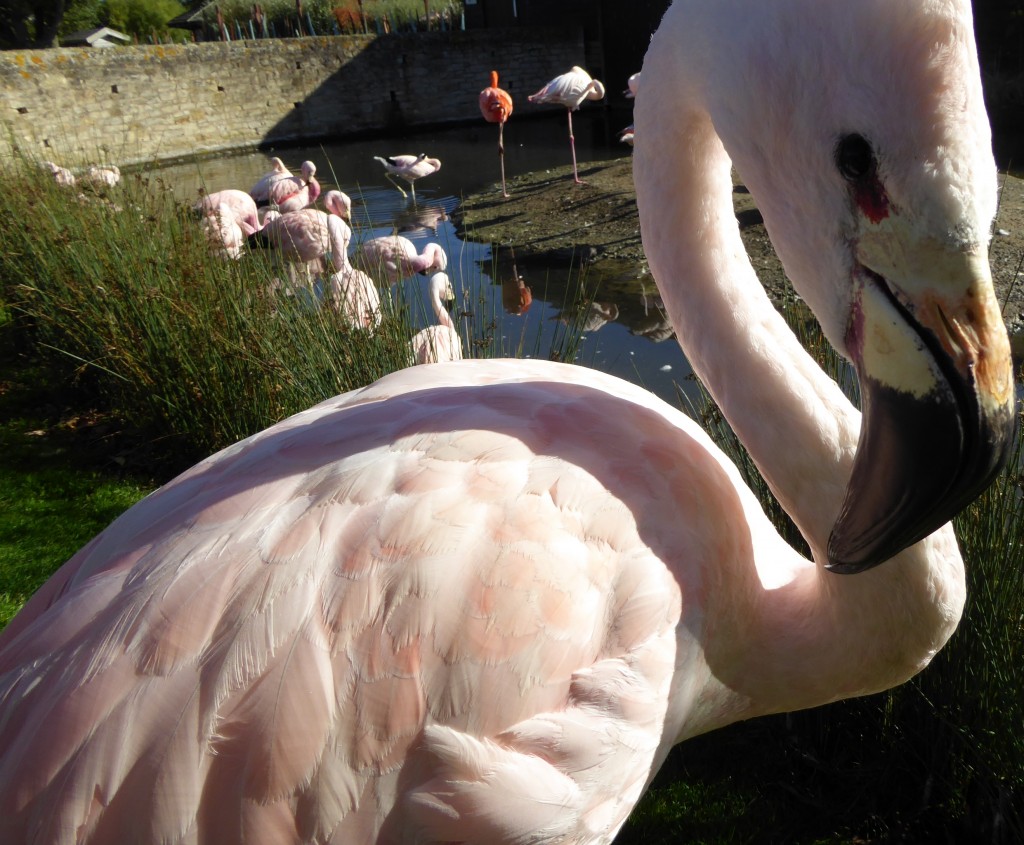 Want a closer look into the world of waterbirds? It's a special edition from Phoebe and Paul. All about wildfowl and flamingos.