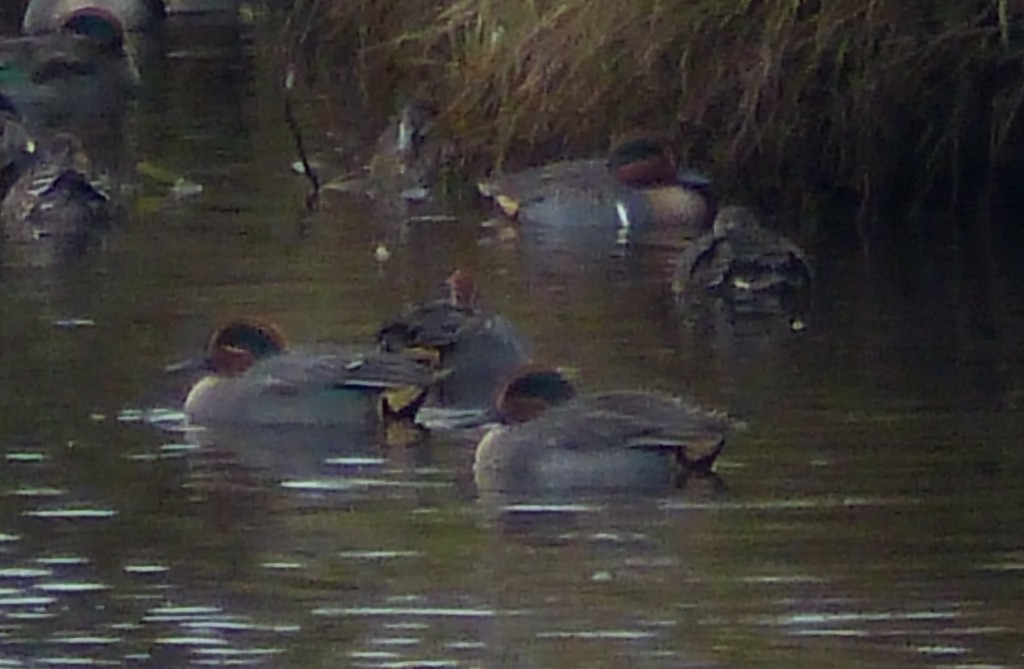 Green-winged Teal (bird at back with white vertical stripe) and Teal in Langleys Brook (photo: Gordon Taylor)