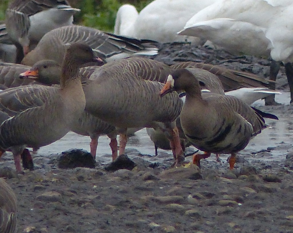 Greenland White-fronted Goose on Top Mere enjoying the Potatoes (Photo: Gordon Taylor)