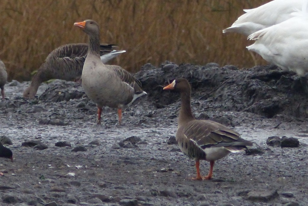 Greenland White-fronted Goose with Greylag Goose (Photo: Gordon Taylor)