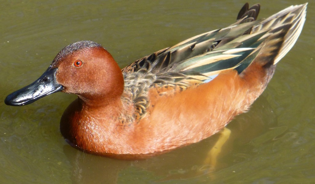 Cinnamon teal (drake)