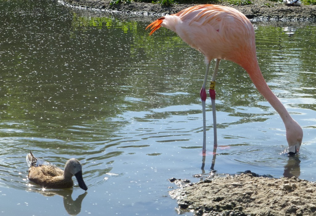 red shoveler and Chilean flam