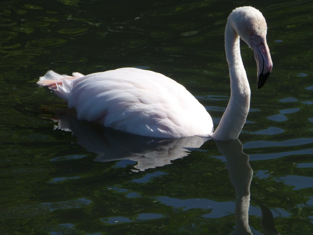 swimming greater flamingo