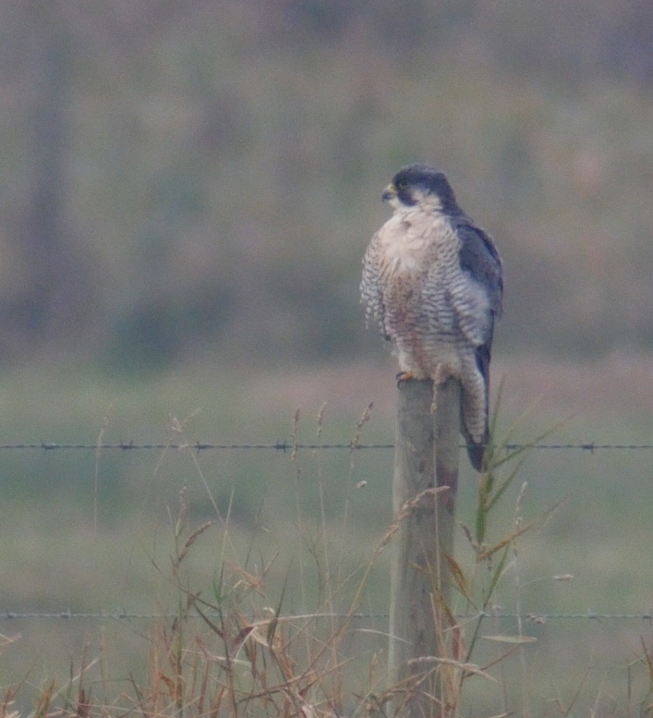 Female Peregrine (Video grab: T. Disley)