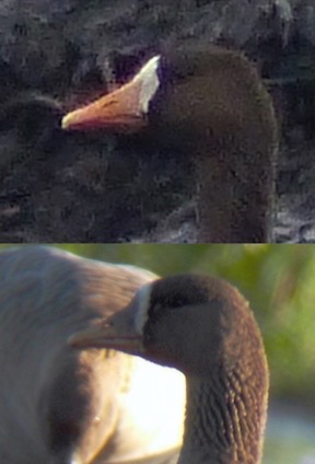 Greenland White-fronted Goose (above) with the European White-fronted Goose from Saturday (below)