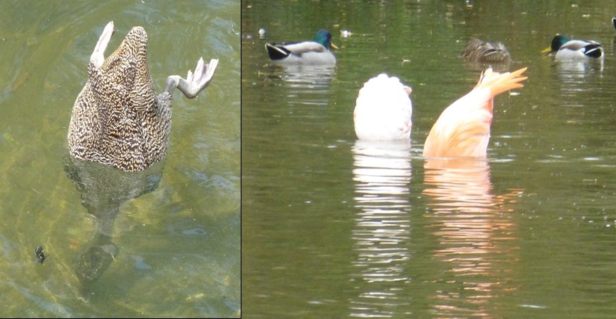 flam duck dabbling comparison