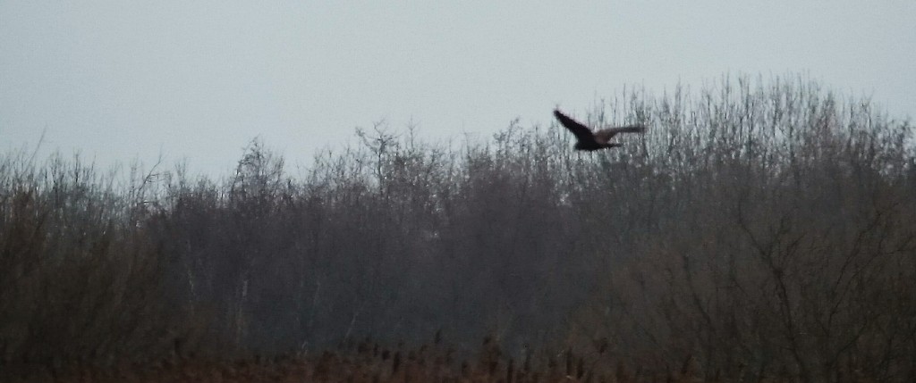 Marsh Harrier out towards Outer Vinson's taken from the Mere