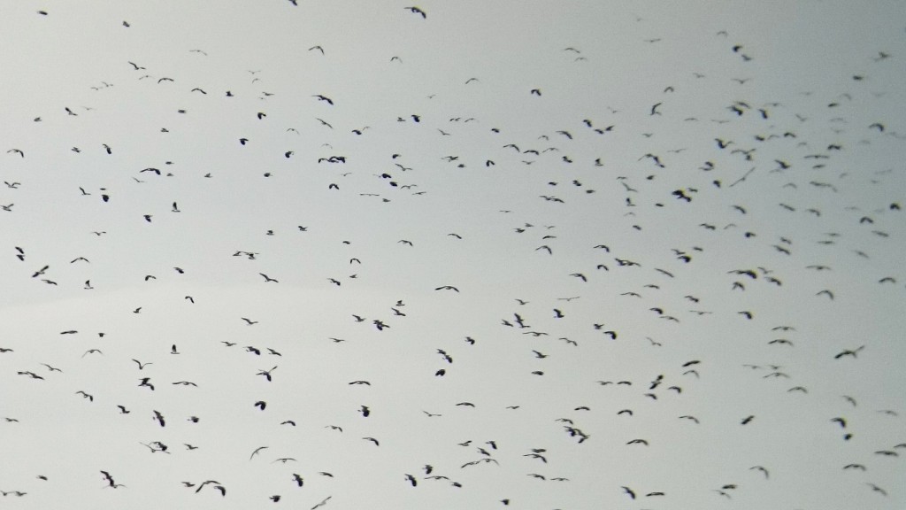 Lapwing