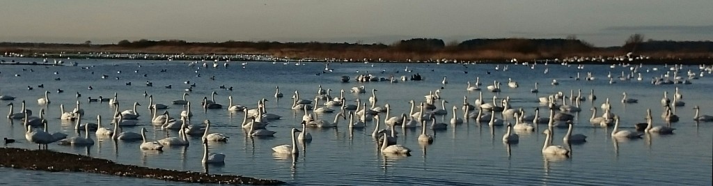 Whooper enjoying the sun