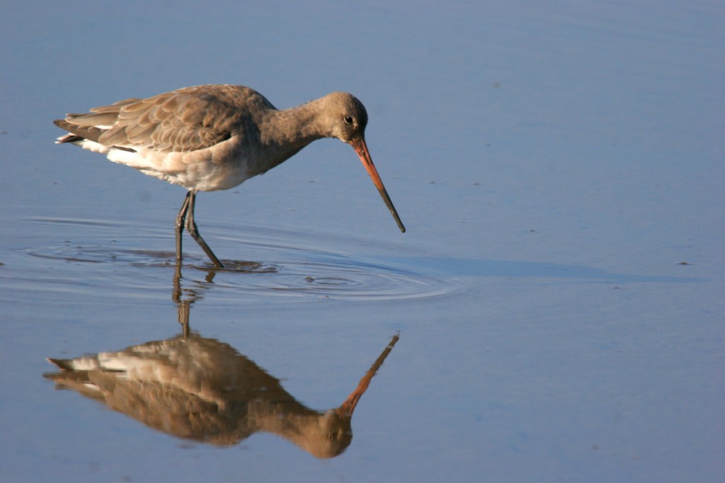 Black-tailed Godwit reflected in calm water by Ray Cottrell