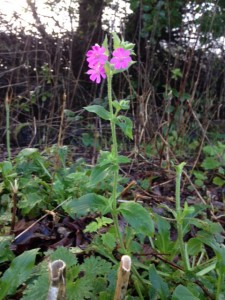 Confused campion