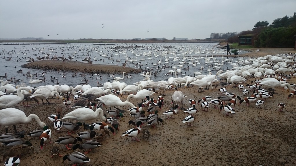 Feeding time in front of the New Discovery Hide