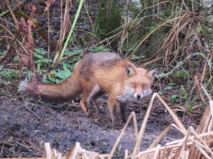 Fox Millennium Wetlands, Cr. Brian Briggs