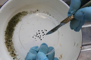 Toxic lead shot removed from a whooper swan gizzard during an autopsy at WWT. It grinds down and enters the bloodstream.
