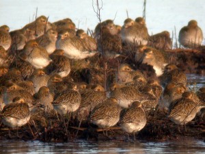 Flock of roosting Golden Plover