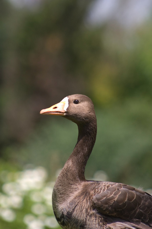Greenland White-fronted Goose (captive) by Nick Cottrell