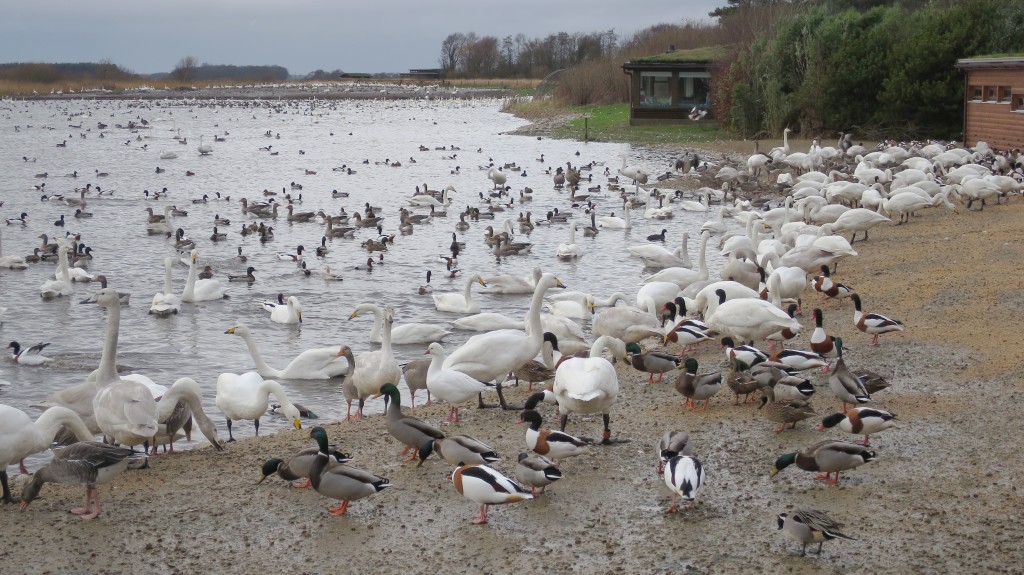 Feeding time! Can you spot the rare bird? (Photo: T. Disley)