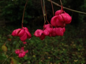 Spindle, Cr. Brian Briggs