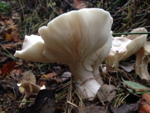 White Fungus, Cr. Brian Briggs