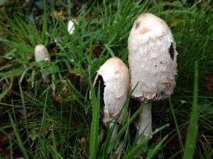 Ink Caps, Cr. Brian Briggs