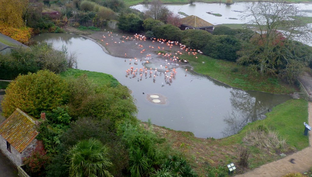 From above. You can get really stunning views of the Slimbridge grounds and reserve from the Sloane Tower Observatory. You can see the changes made to the Caribbean Pen to give the birds more space, more light and more areas to hang out. 