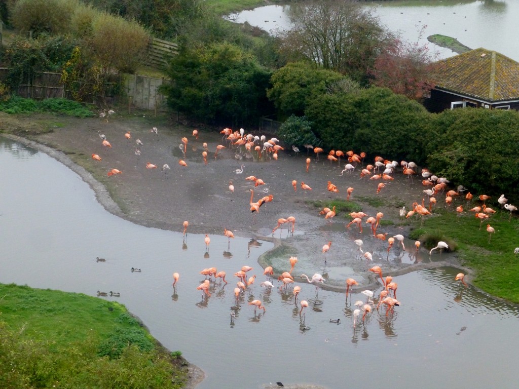 What can you see from high above? Merging several small islands into one larger land area gives the flamingos more useful space. 