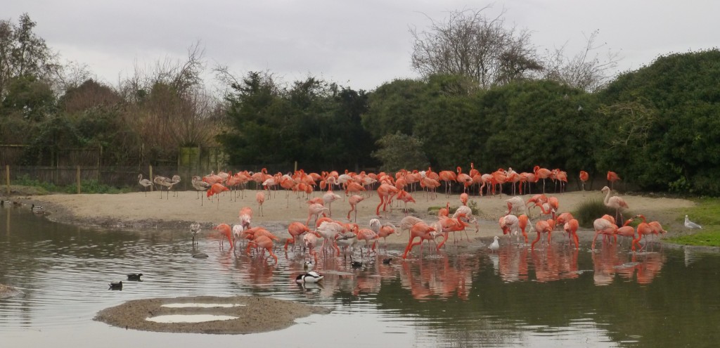 Lovely fresh sand for the Caribbean flamingos. The back of their enclosure has been tidied up to improve conditions for the birds, help with nesting an improve keeper access. 