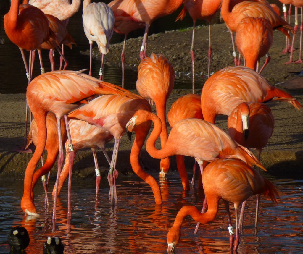 Looking vivid at this time of year in the evening light, the Caribbean flamingo flock has enjoyed more room for loafing (resting) and foraging with the alterations to their pen's layout. 