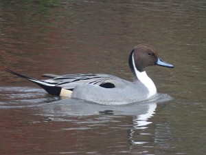 Pintail, Cr. Rob Werran