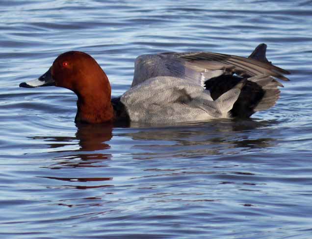 Pochard, Tack Piece,WWT Slimbridge, MJMcGill