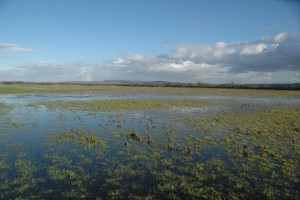 We often design our WWT reserves to store rain water - like this field at Slimbridge