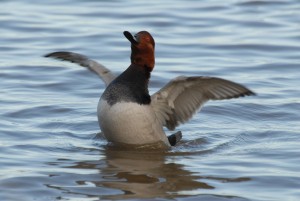 WWT and BASC are working together to conserve the common pochard (c)WWT/James Lees