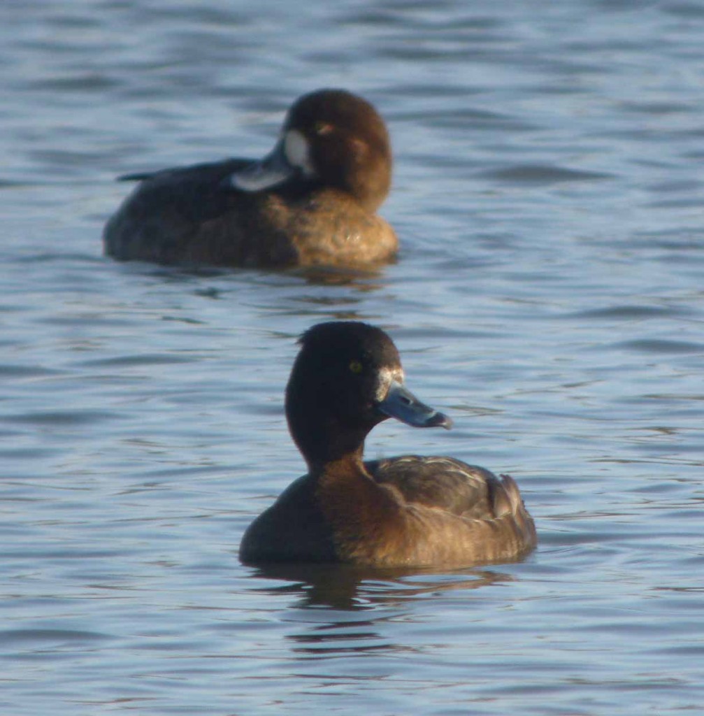 Tufted with Greater Scaup,MJMcGill