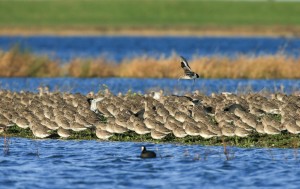 Black-tailed godwit flock by Nigel Cooke