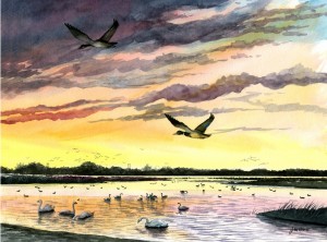 Mallard Sunset by John Abbott
