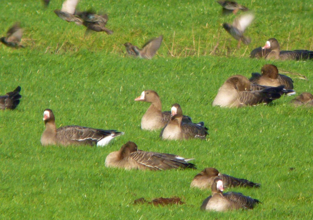White-fronts and Starlings, MJMcGill
