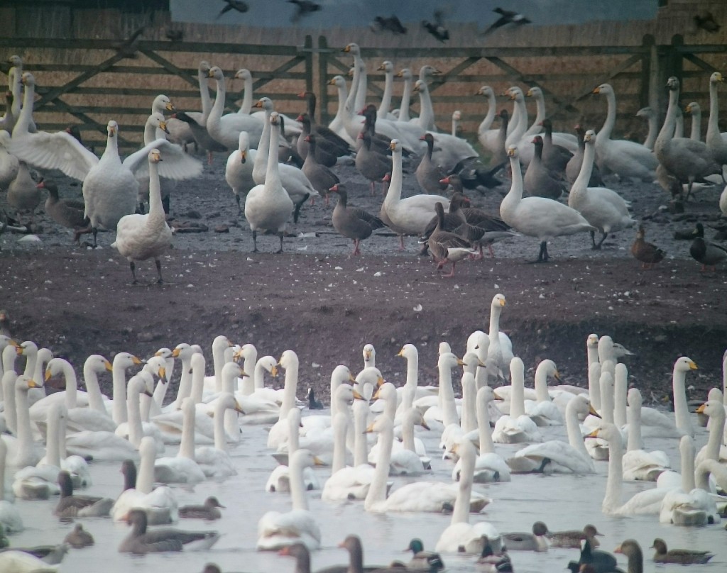 Plenty of Whooper Swan