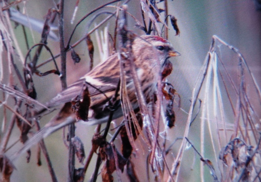 Back of the camera shot of Redpoll (Robert Adderley)